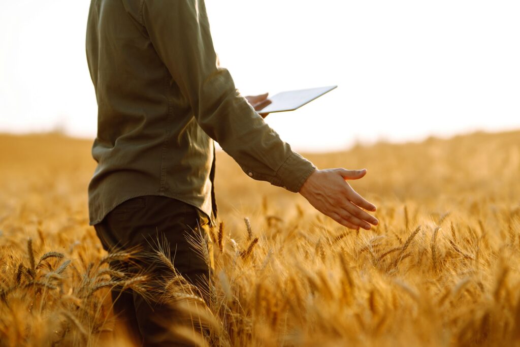 Farmer in a sterile mask with a tablet in their hands in a wheat field at sunset. Agro business.